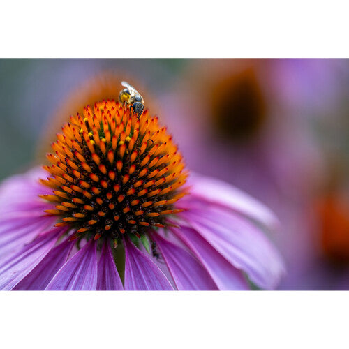 Tamron 90mm f/2.8 Di III VXD Macro Lens for Full-Frame Mirrorless Sony E-mount Cameras