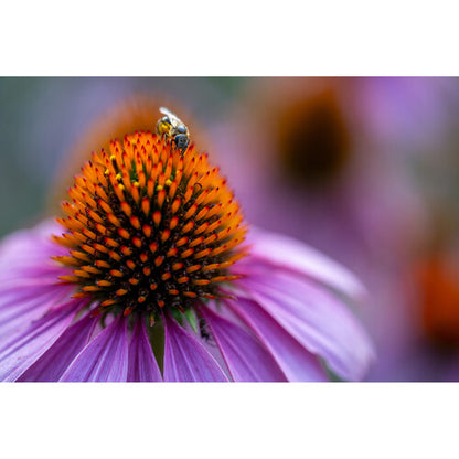 Tamron 90mm f/2.8 Di III VXD Macro Lens for Full-Frame Mirrorless Sony E-mount Cameras