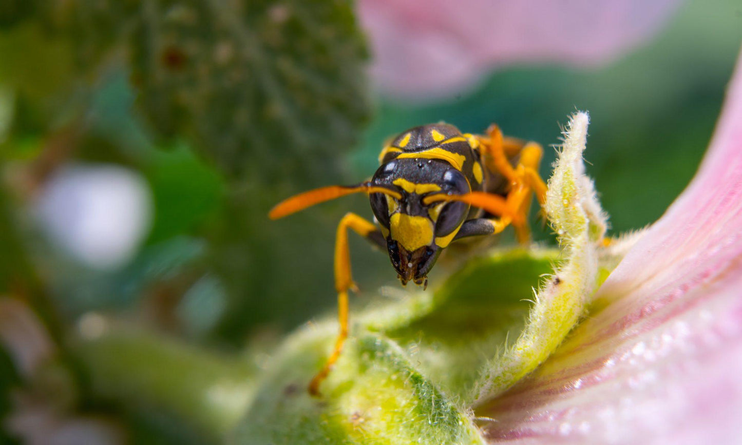 MEIKE MK-S-AF3A Metal AF Macro Extension Tube for Sony Mirrorless (Metal)