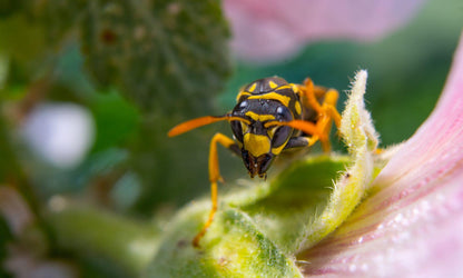 MEIKE MK-S-AF3A Metal AF Macro Extension Tube for Sony Mirrorless (Metal)