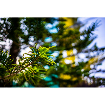 Viltrox 50mm f/1.8 Lens for Sony E-Mount