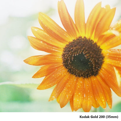 Kodak Gold 200 ISO Color Print Negative Film 35mm 36 Exposures - 1 Roll