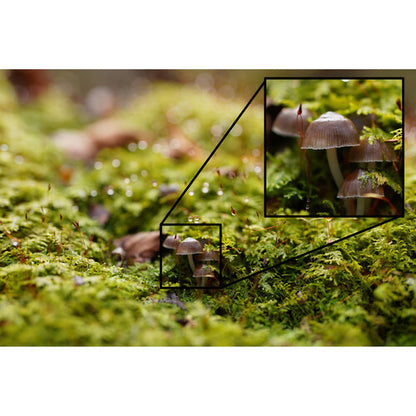 Sony FE 50mm f/1.2 GM Lens Full-Frame Mirrorless Standard Prime G Master AF/MF Switch SEL50F12GM